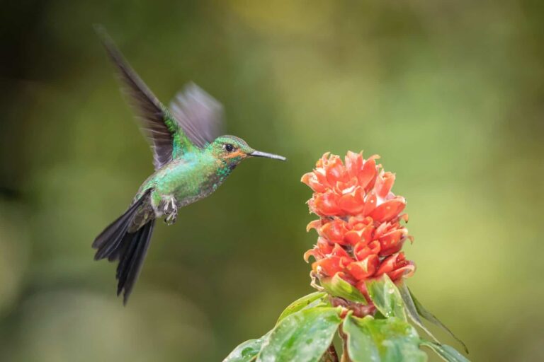 Hummingbirds Costa Rica