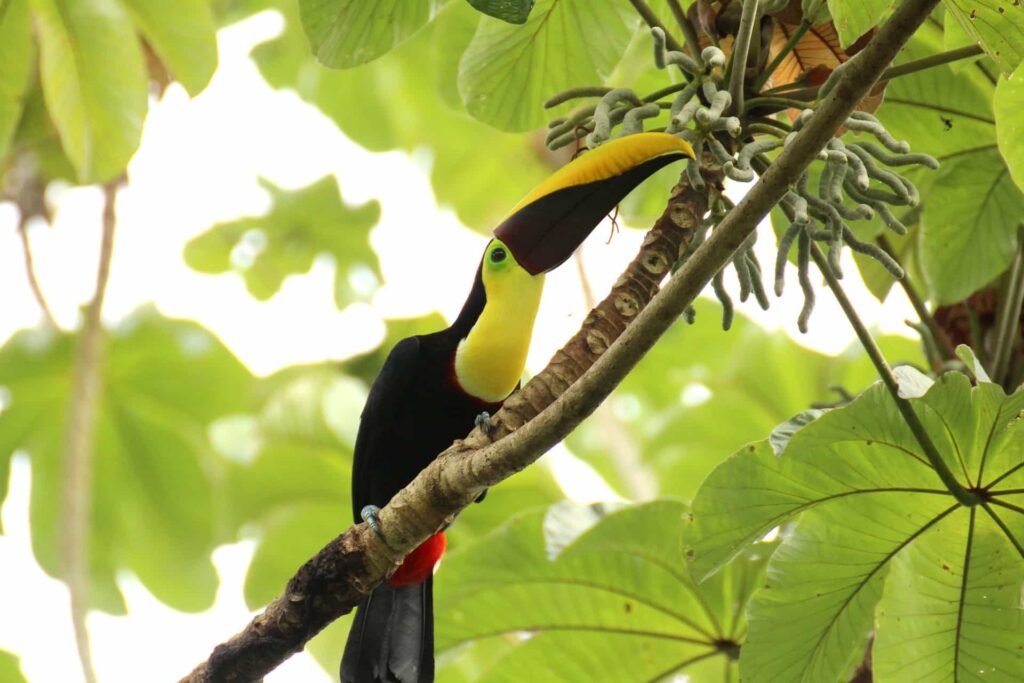 Toucan Manuel Antonio Costa Rica