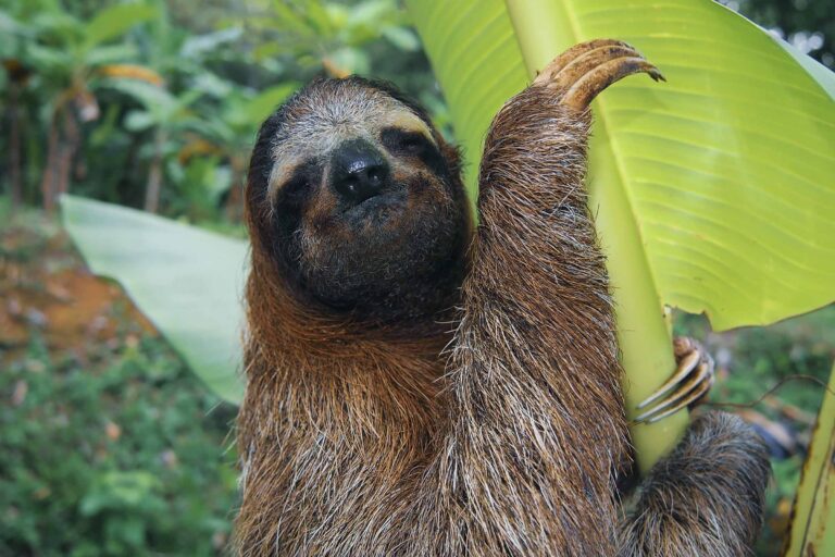 Two Toed Sloth Costa Rica