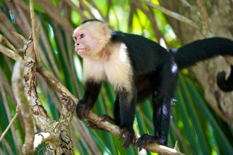 White-Faced Capuchin Monkeys