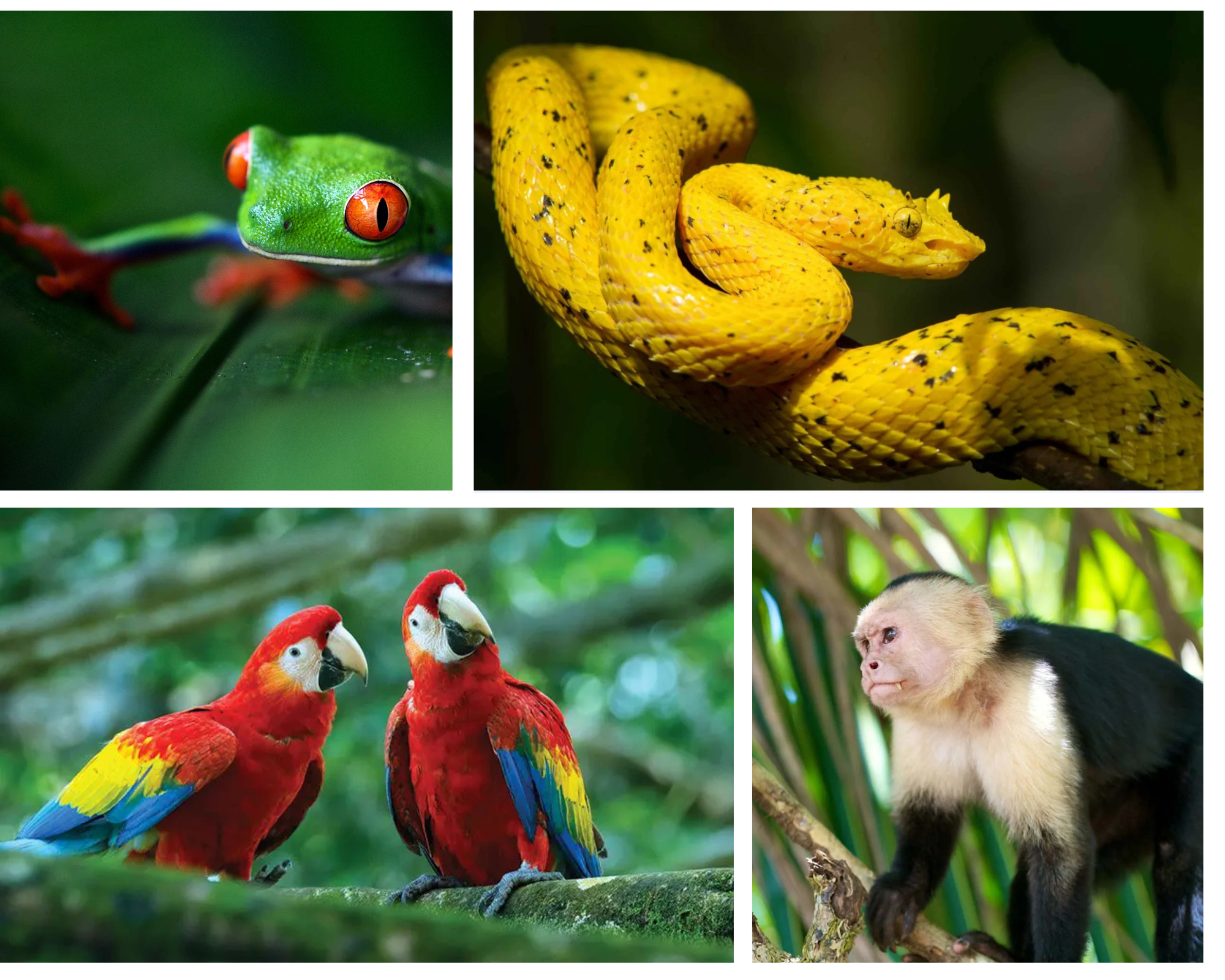 Wildlife in Manuel Antonio Costa Rica
